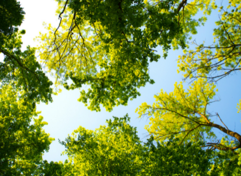 Tree canopy and blue sky