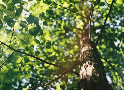 Close up of tree - David Vig