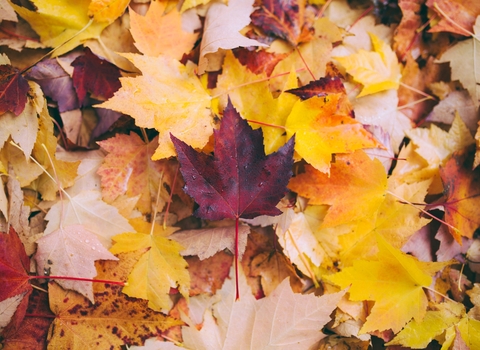 Image of orange and brown leaves scattered on the ground