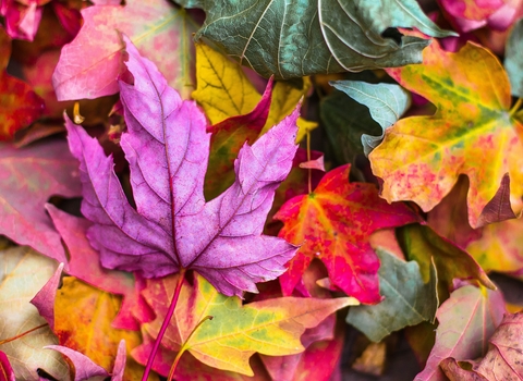 Close up photo of autumn leaves on floor