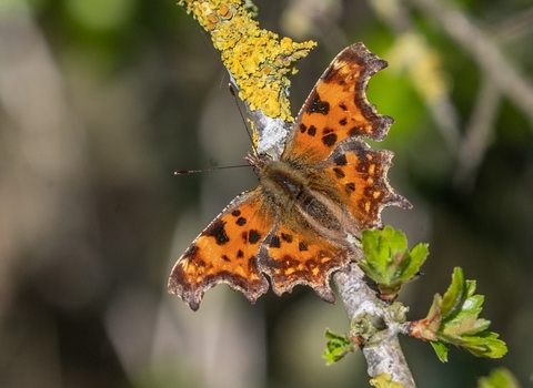 A comma butterfly with wings spread on a branch