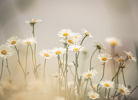 Photo of white and yellow daisies