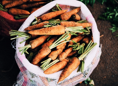 Photo of carrots harvested and collected in a white sack