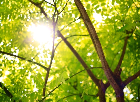 Light shining through tree leaves