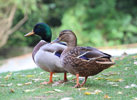 Photo of male and female mallard on grass