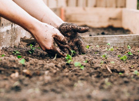 Muddy hands planting in bed of soil