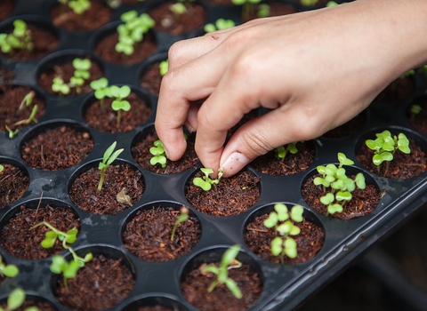 Close up photo of a hand planting into small plant pots