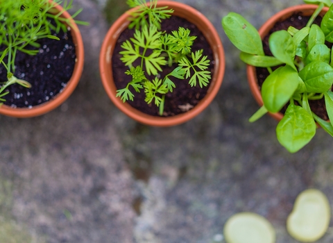 Aerial view photo looking down at three pots of herbs in soil