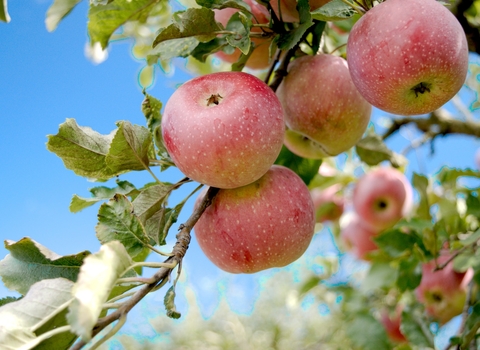 Red apples on a tree branch by Bozhin Karaivanov