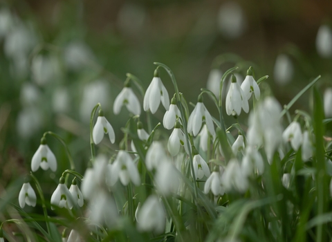 Image of white snowdrop flowers in a field