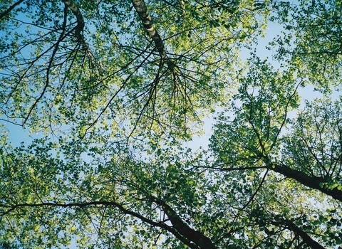 Photo looking up through the tops of trees against a blue sky