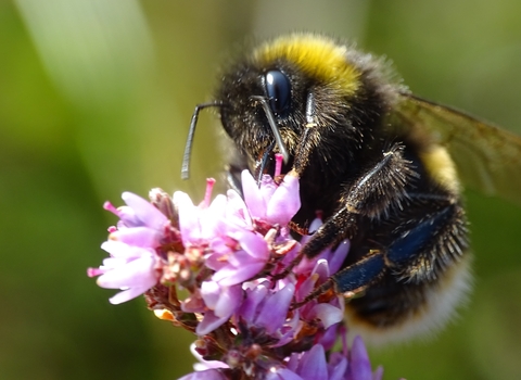 Photo of a bee on top of a pink flower