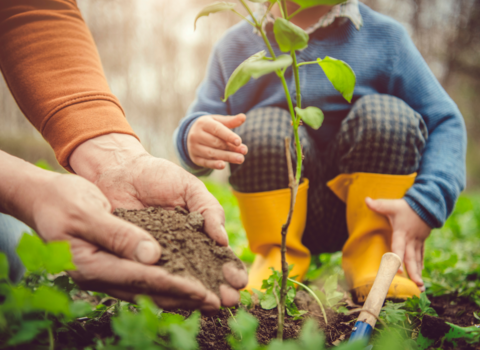 An adult and a young child in yellow wellies planting a sapling