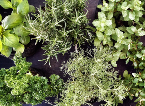 A bird's eye view of different garden herbs 