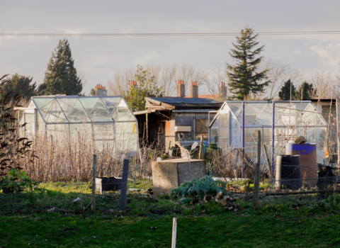  Sunnyside Community Green Space and Allotment Project