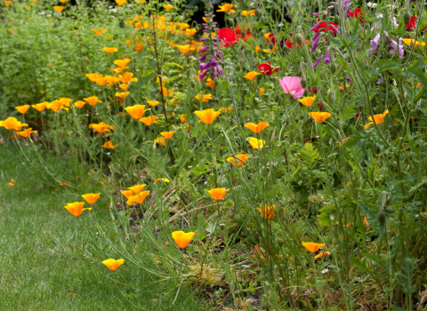 Re-Greening Gorton Monastery